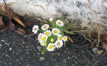 Flowers emerging from pavement. All Things Michigan's photo, licensed as CC BY-SA 2.0