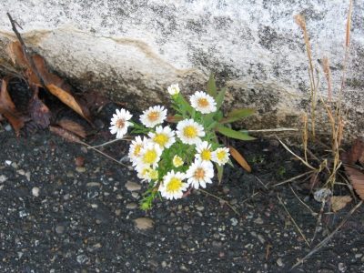 Flowers emerging from pavement. All Things Michigan's photo, licensed as CC BY-SA 2.0
