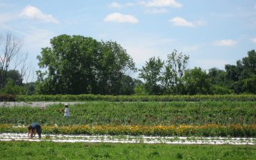 A community supported agriculture or CSA farm