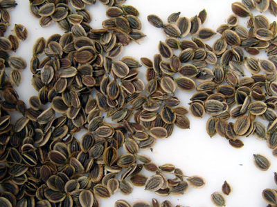 dill_seeds.jpg